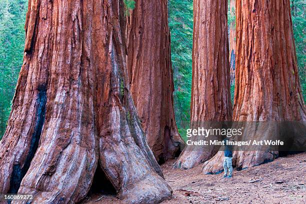 sequoia trees, yosemite national park, california, usa - sequoia stock pictures, royalty-free photos & images