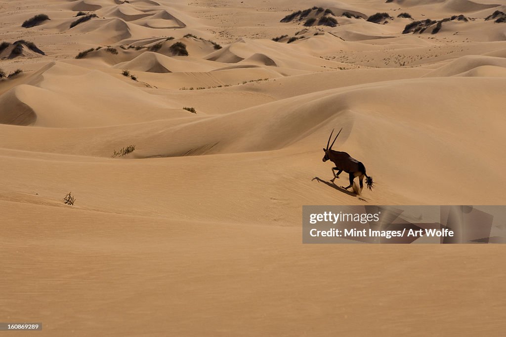 Gemsbok, Namib Desert, Namibia