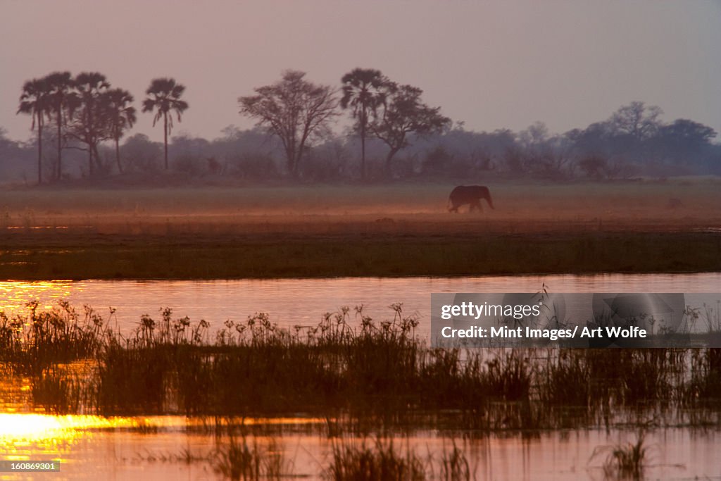 African elephant, Okavango Delta, Botswana