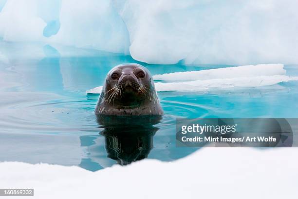weddell seal looking up out of the water, antarctica - antarctica stockfoto's en -beelden