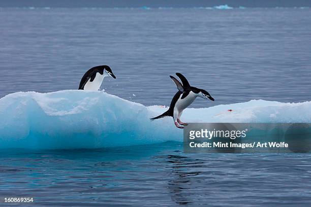 gentoo penguins on an iceberg, antarctica - chinstrap penguin fotografías e imágenes de stock