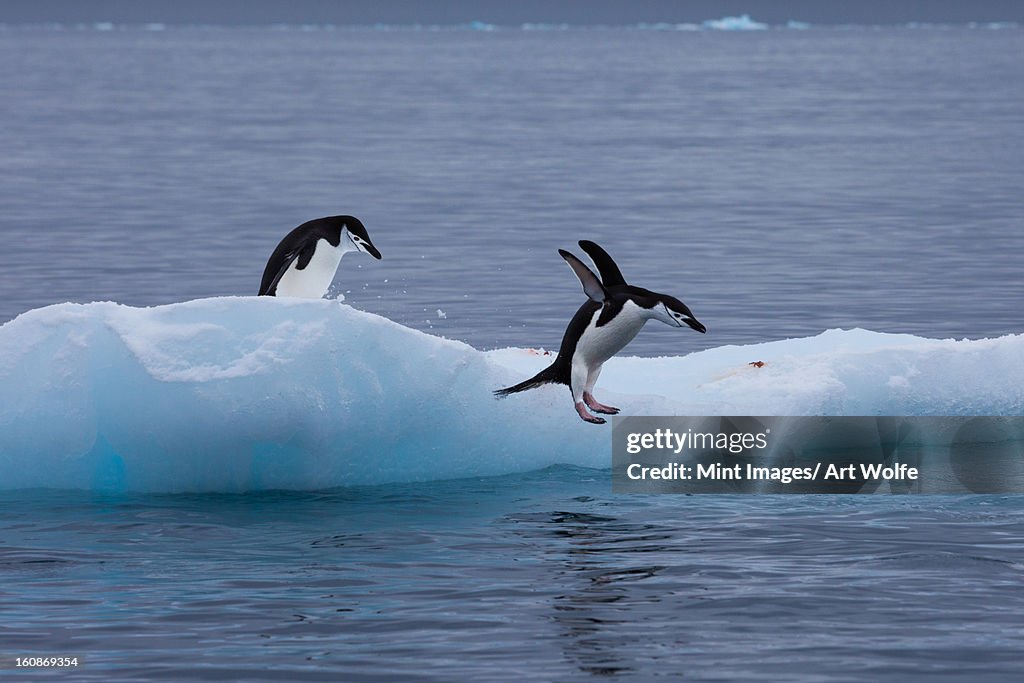 Gentoo penguins on an iceberg, Antarctica