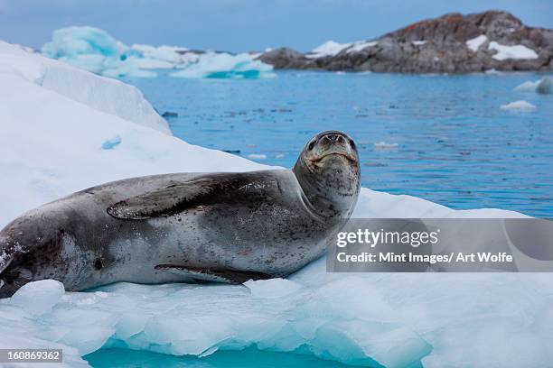 leopard seal, antarctica - ヒョウアザラシ ストックフォトと画像