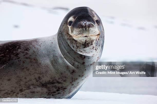 leopard seal, antarctica - leopard seal stockfoto's en -beelden