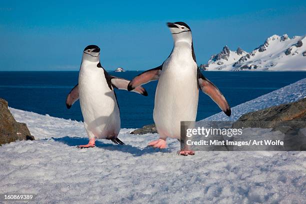 chinstrap penguins, half moon island, south shetland islands, antarctica - half moon island stock pictures, royalty-free photos & images