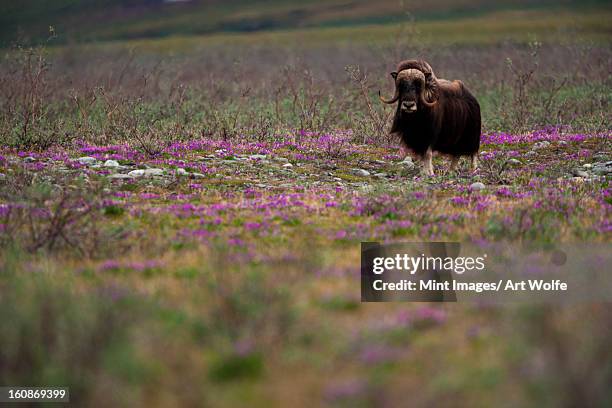 muskox, arctic national wildlife refuge, alaska - musk ox stock-fotos und bilder