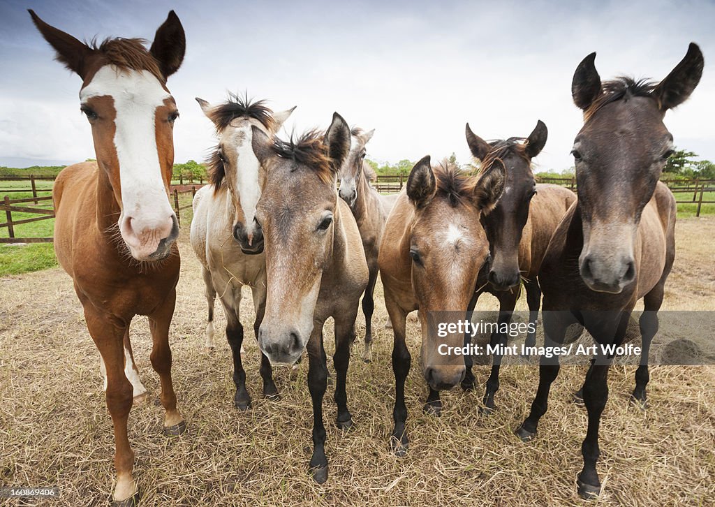 Lusitano horses, Bahia, Brazil