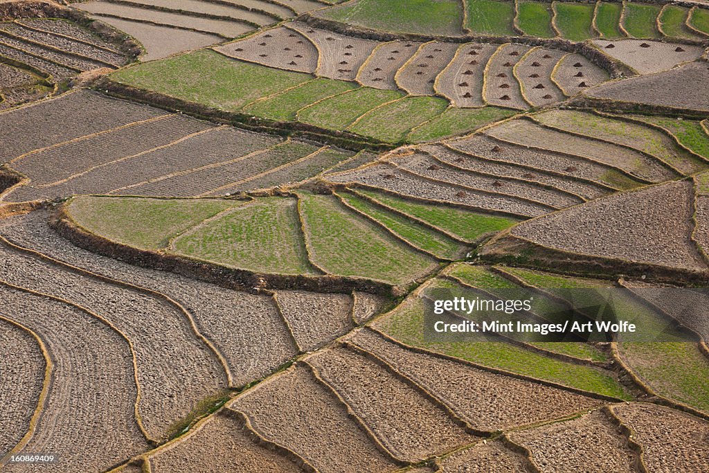 Cultivated terraced fields, Paro Valley, Bhutan