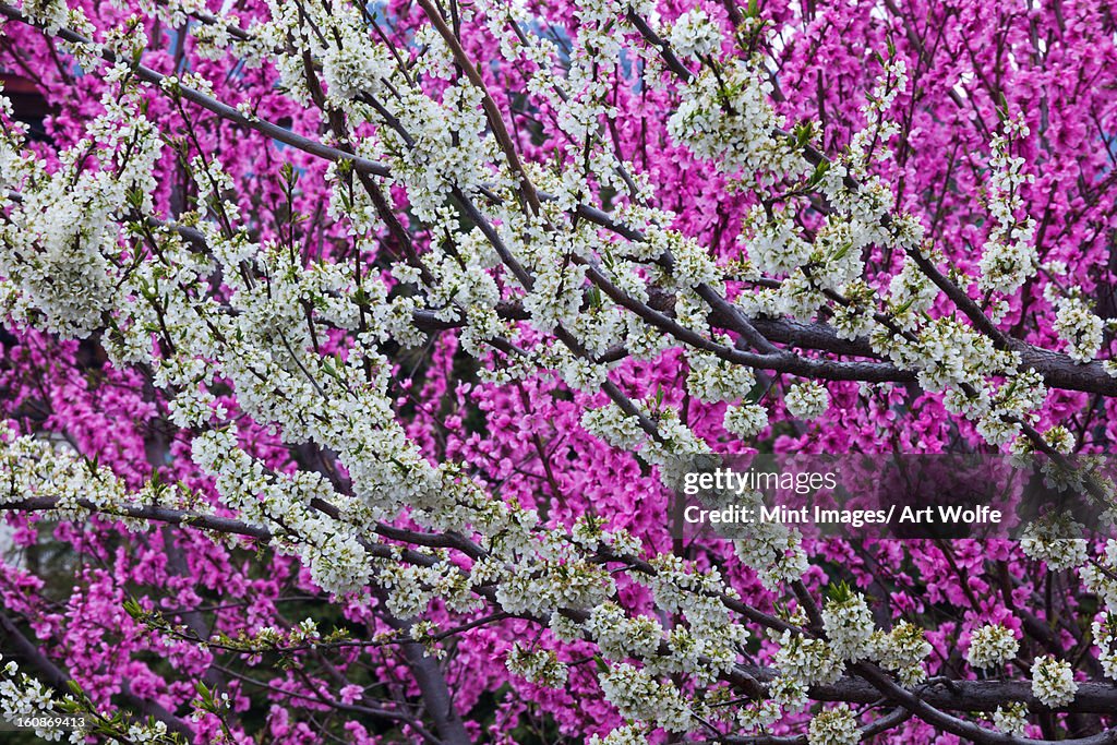 Springtime blossoms, Bhutan
