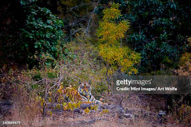 tiger, bandhavgarh national park, india - nature reserve stock pictures, royalty-free photos & images