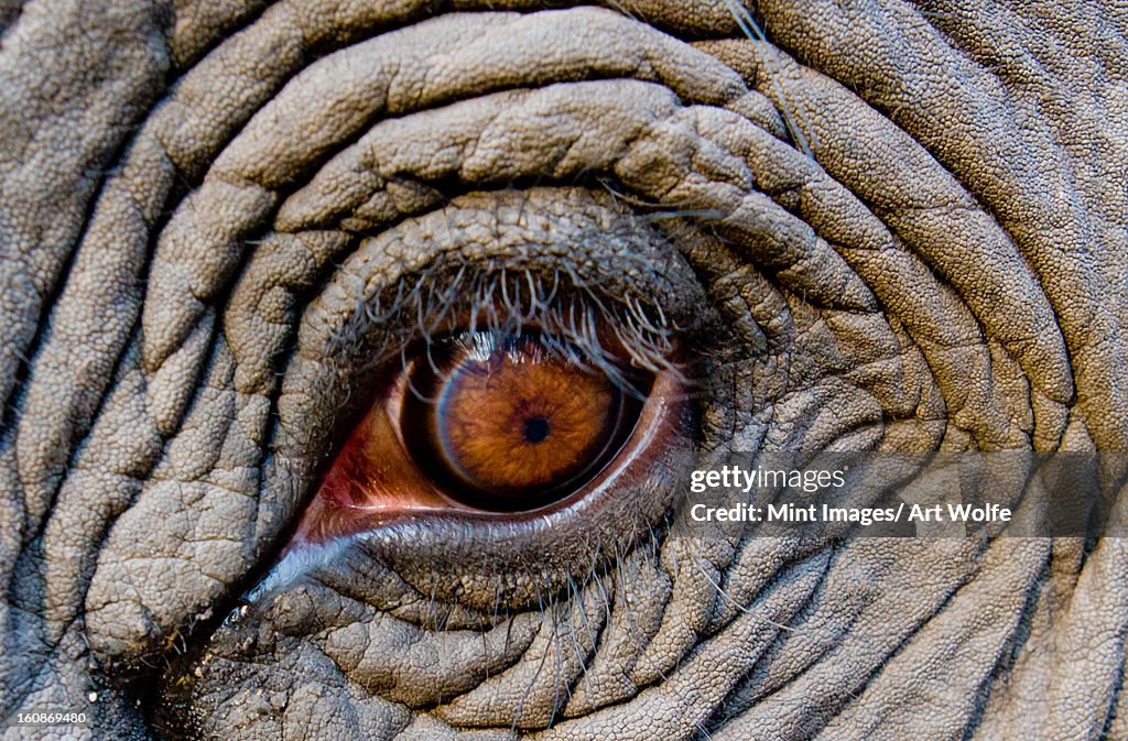 Elephant Eye Bandhavgarh National Park India High-Res Stock Photo - Getty  Images