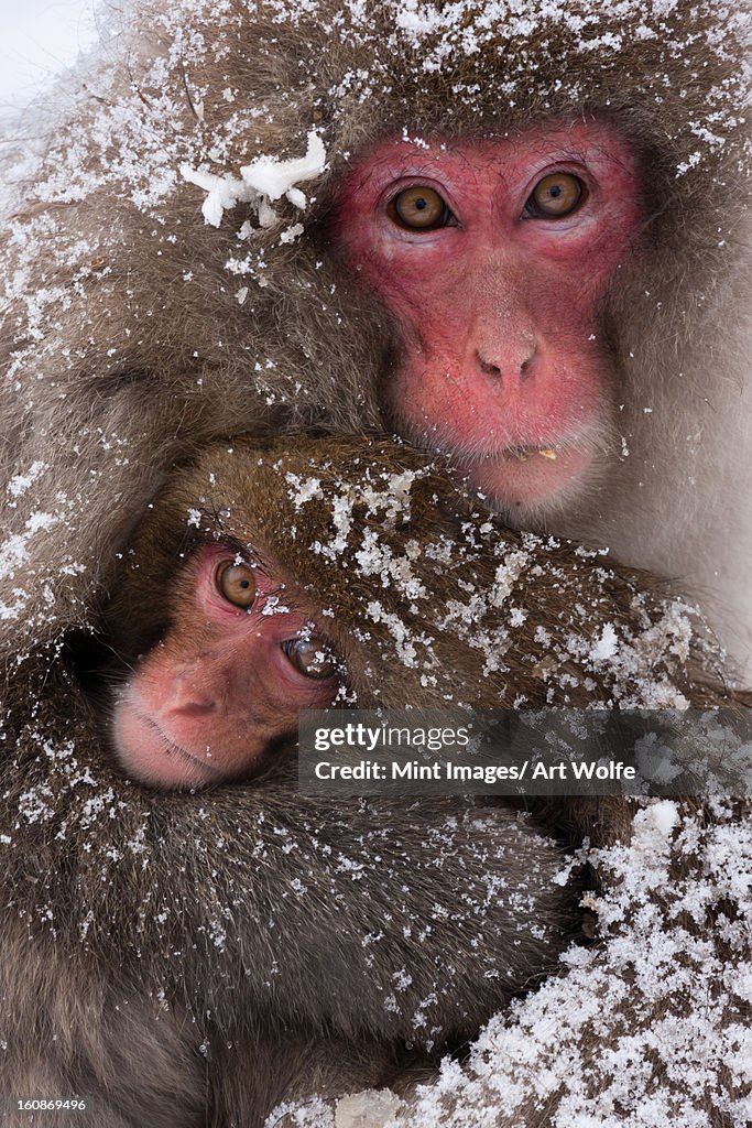 Japanese macaques, Honshu Island, Japan