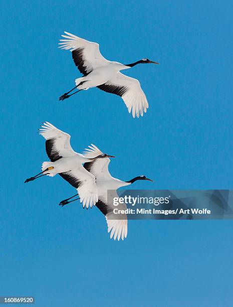 japanese cranes, hokkaido, japan - japanese crane stock pictures, royalty-free photos & images