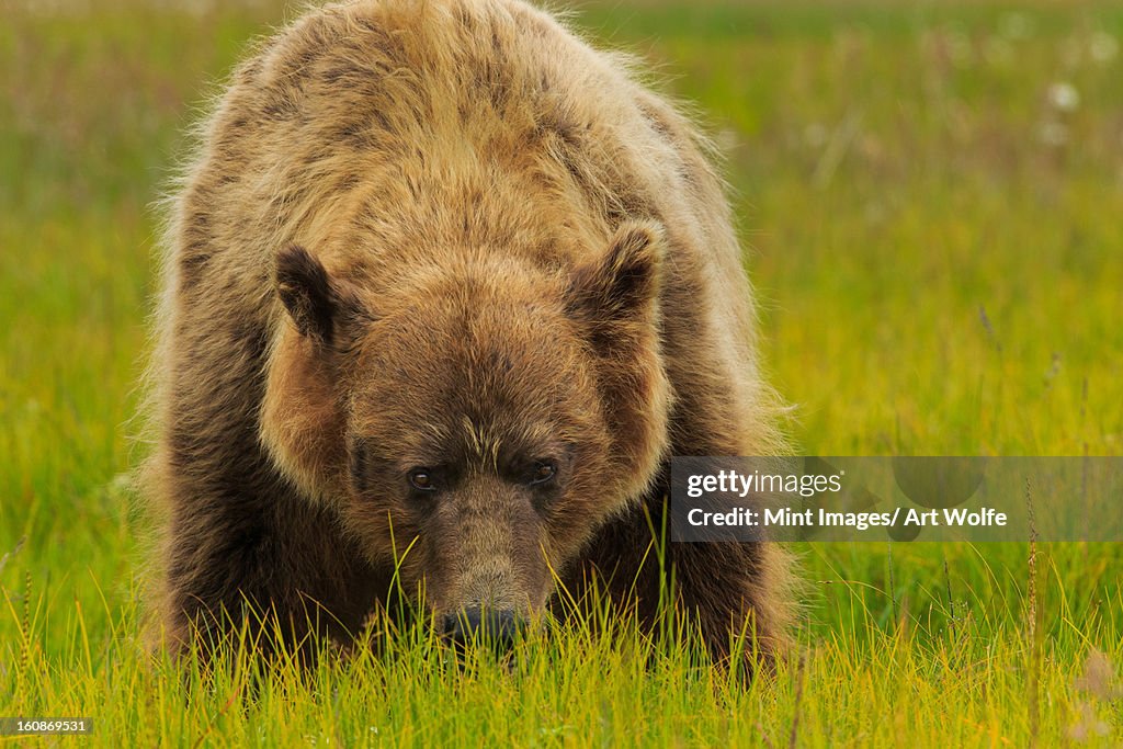 Brown bear, Lake Clark National Park, Alaska, USA