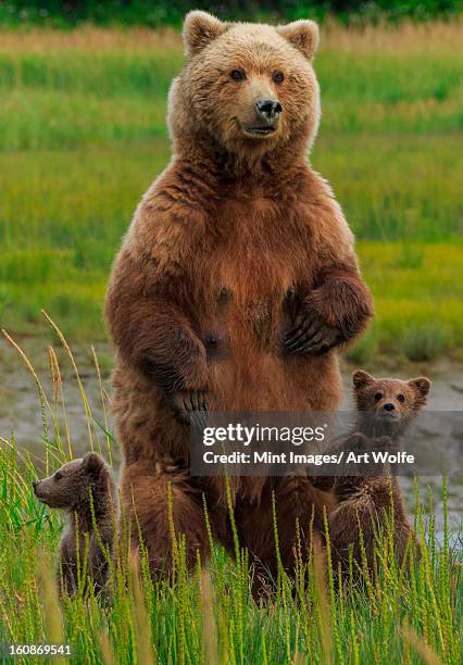 brown bear sow and cubs, lake clark national park, alaska, usa - alaska location stock-fotos und bilder