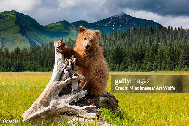 brown bear, lake clark national park, alaska - parco nazionale di katmai foto e immagini stock