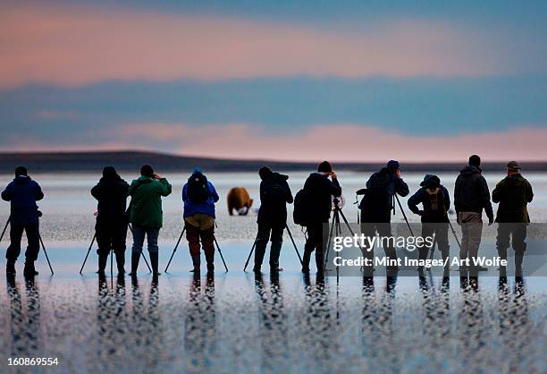 photographers, brown bear, lake clark national park, alaska, usa, ursus arctos, - wildlife photographer stock pictures, royalty-free photos & images