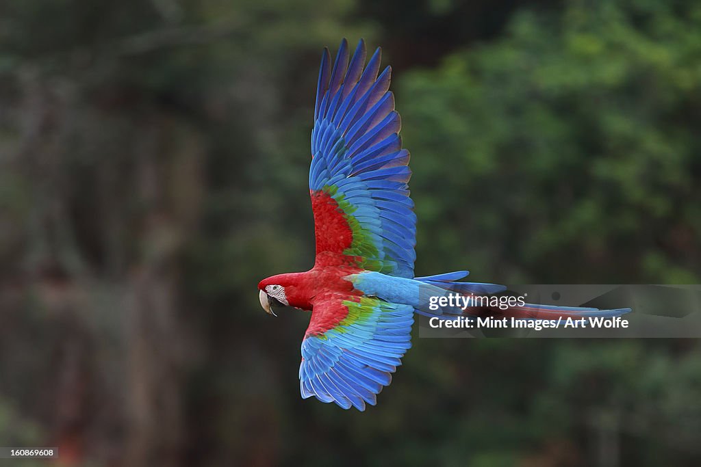 Red-and-green macaws, Ara chloroptera, Buraco das Araras, Brazil