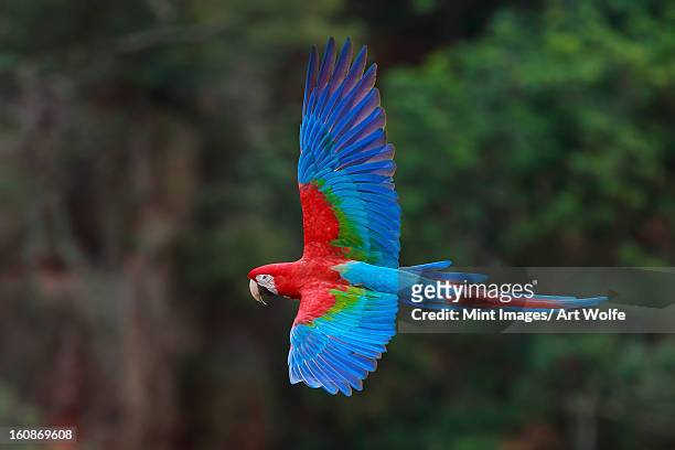 red-and-green macaws, ara chloroptera, buraco das araras, brazil - arara de asa verde imagens e fotografias de stock