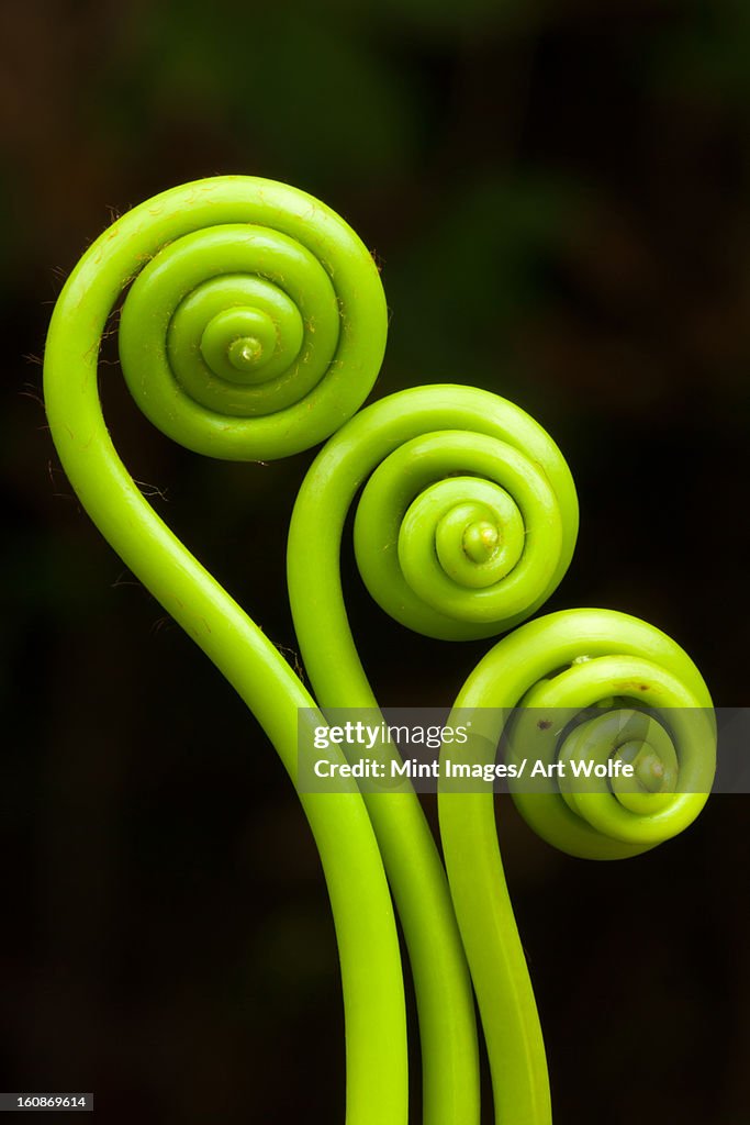 Fiddleheads, Puerto Rico