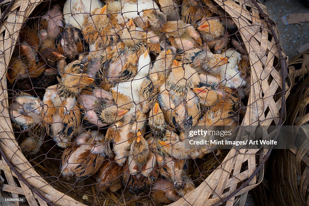 Chicks for sale at market, Yuanyang, China