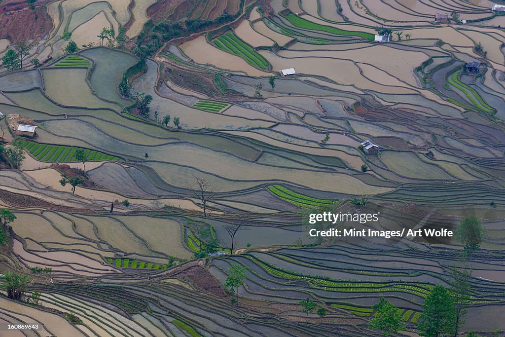 Terraced rice paddy fields, Yuanyang, China