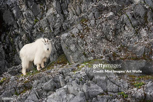 mountain goat, glacier bay national park and preserve, alaska, usa - unesco stock-fotos und bilder