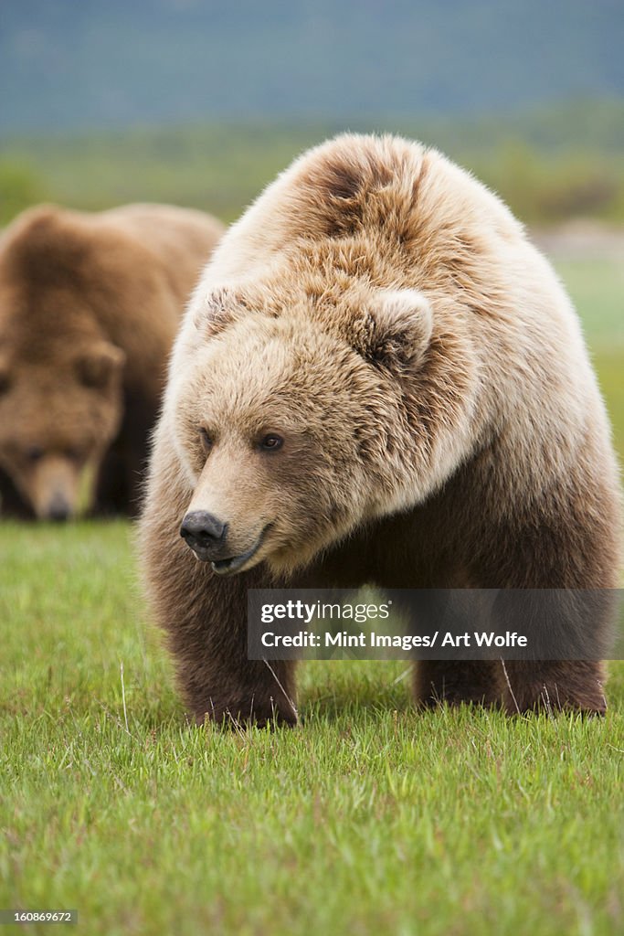 Brown bears, Katmai National Park, Alaska, USA