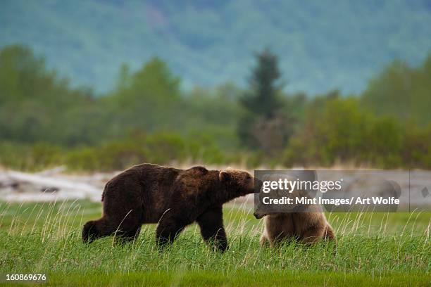 brown bears, katmai national park, alaska, usa - brown bear cub photos et images de collection