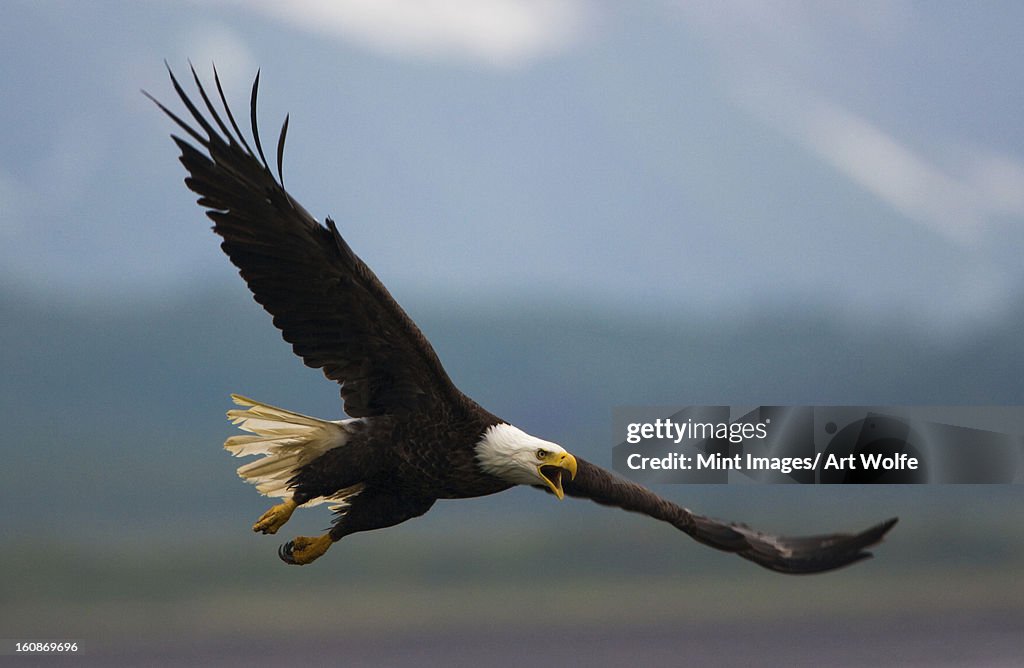 Bald eagle in flight, Katmai National Park, Alaska, USA