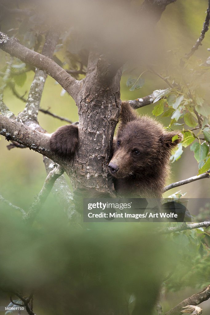 Brown bear cub, Ursus arctos climbing a tree, Katmai National Park, Alaska, USA