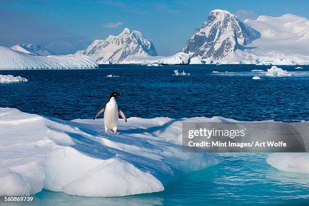 adeliepinguin, der antarktis - adeliepinguin stock-fotos und bilder