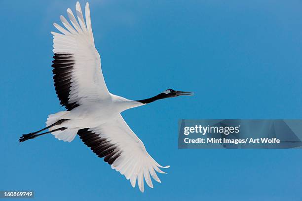 mandschurenkranich, hokkaido in japan - crane bird stock-fotos und bilder