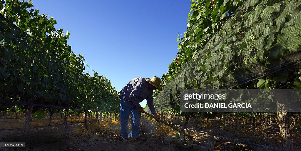 ARGENTINA-WINE-LUMINIS