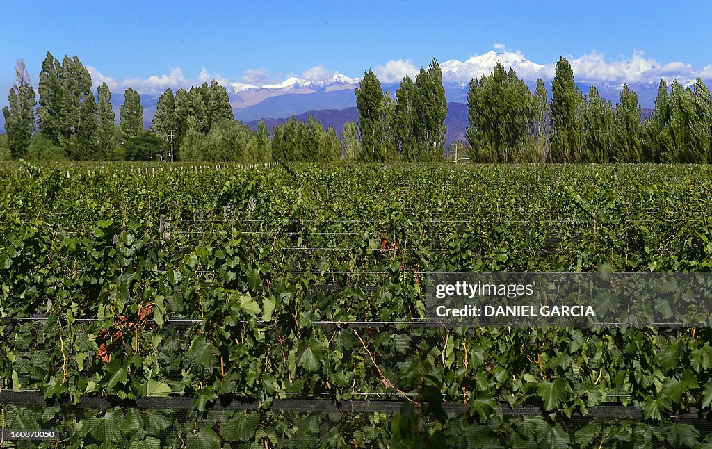 ARGENTINA-WINE-LUMINIS