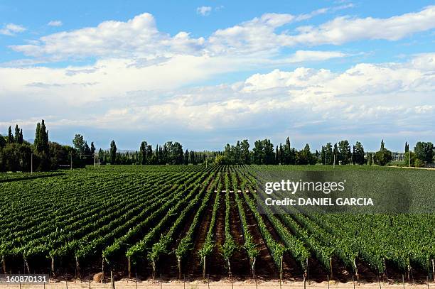 General view of a vineyard in Lujan de Cuyo, Mendoza, Argentina, where the soil is considered ideal for growing Malbec - a grape variety used for red...