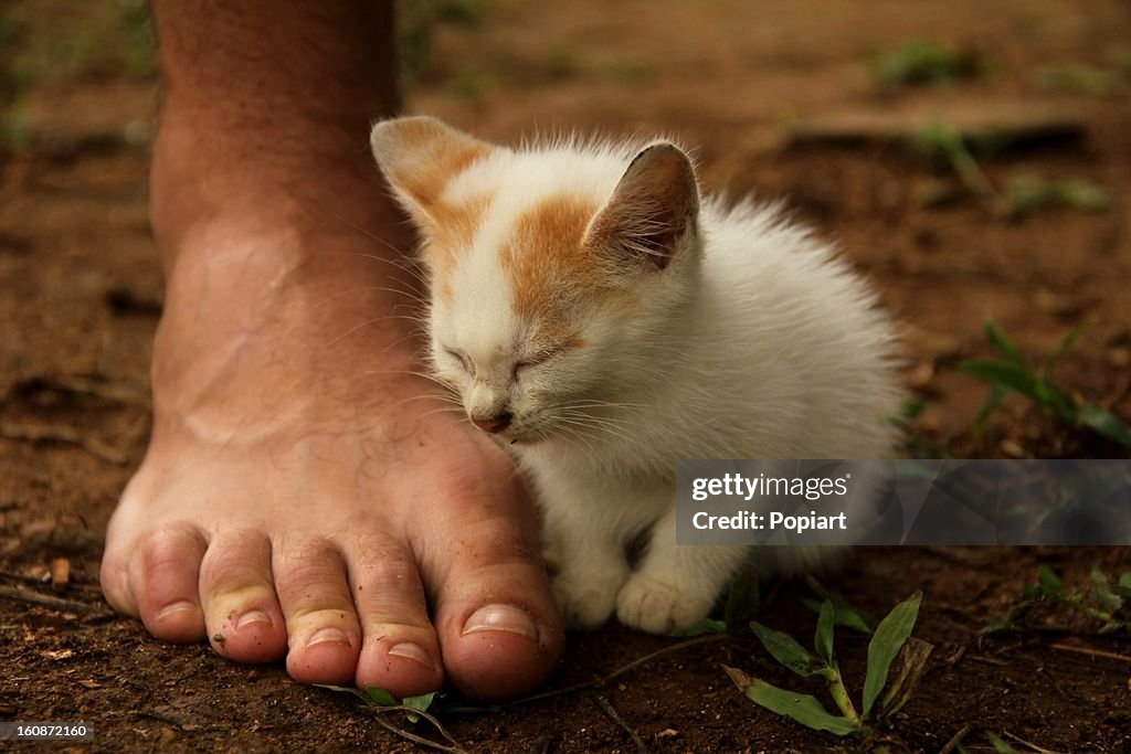 My right foot with a kitten