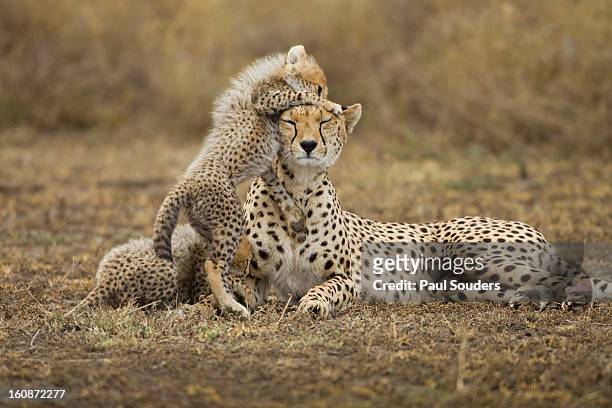 cheetah cub with mother, ngorongoro, tanzania - ngorongoro wildreservat stock-fotos und bilder