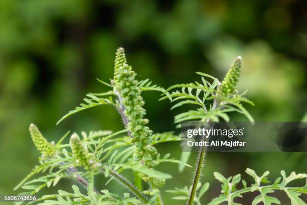 annual ragweed - ambrosia stock pictures, royalty-free photos & images