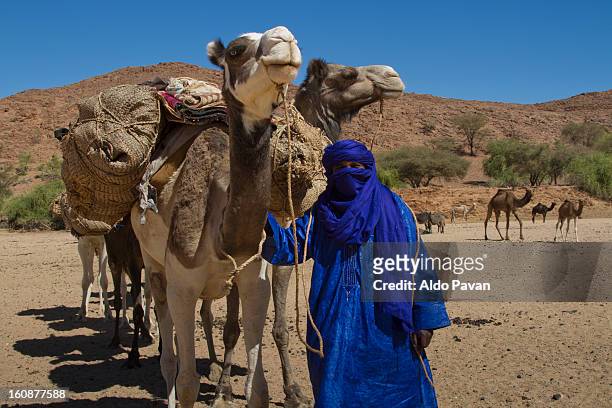 tuareg accompanying a camel caravan - tuareg stock pictures, royalty-free photos & images
