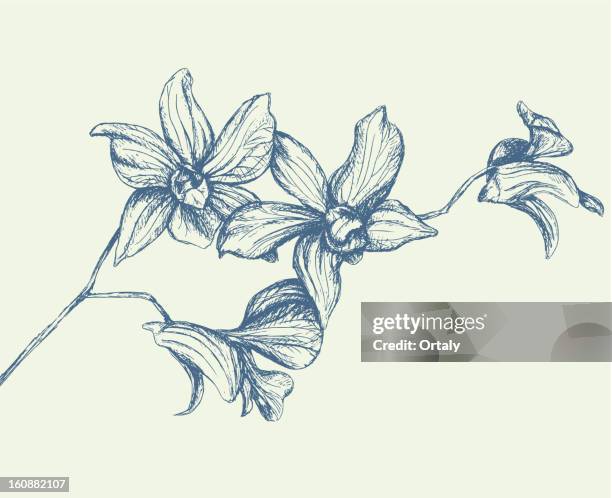 1 321点の蘭イラスト素材 Getty Images 1 321点の蘭イラスト素材 Getty Images