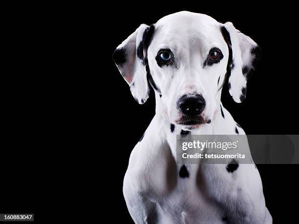 dalmatian dog - dog black background stock pictures, royalty-free photos & images