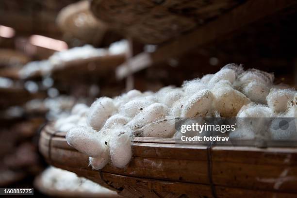 ver à soie soie emmitoufle dans la fabrique de dalat, vietnam - soie photos et images de collection