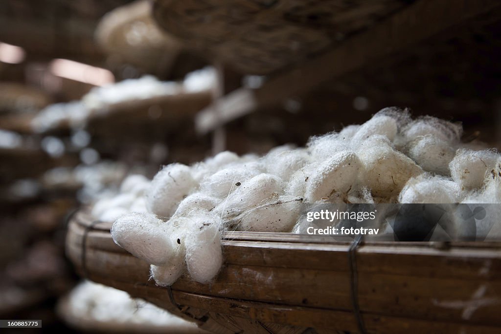 Silkworm cocoons in silk factory, Dalat, Vietnam