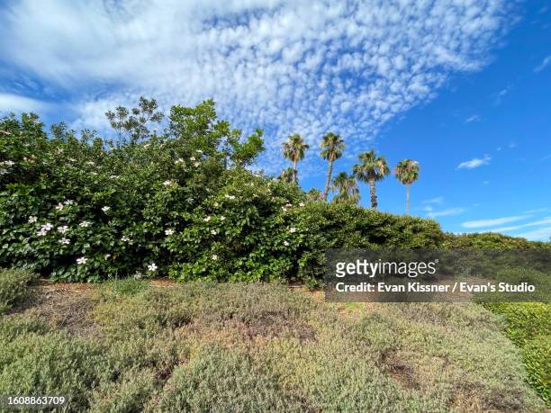 tropical palm trees against blue sky and clouds ii - evan kissner stock pictures, royalty-free photos & images