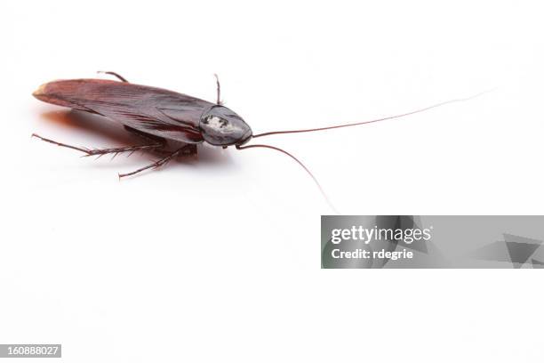 Coackroach White White Cockroaches Photos and Premium High Res Pictures - Getty Images