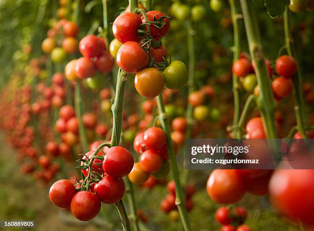 tomatoes growing in a greenhouse - tomato harvest stockfoto's en -beelden