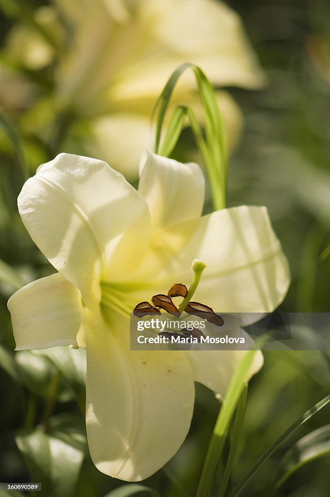 Oriental Lily Flower Close-up