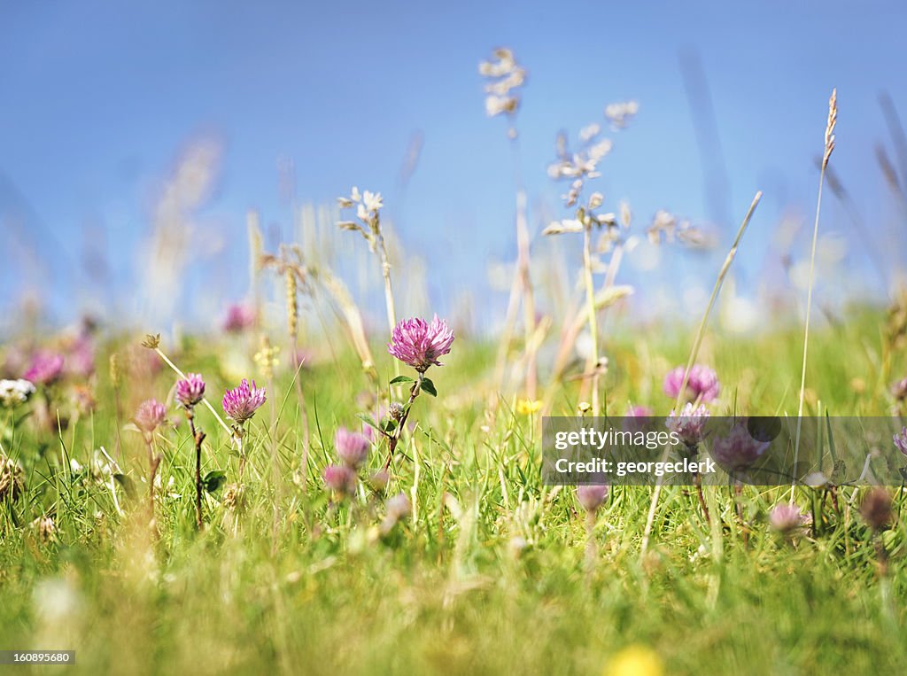 Frisches Wild Summer Meadow