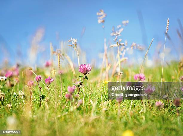 fresh wild summer meadow - clover stock pictures, royalty-free photos & images